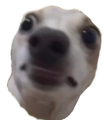 beebmerch